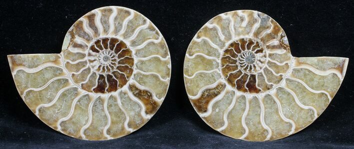 Polished Ammonite Pair - Agatized #56304